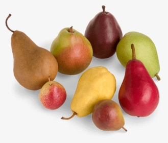 Types Of Pears Multiple Colors - Pear Varieties, HD Png Download, Transparent PNG