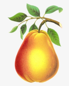 Transparent Pears Png - Pear Transparent, Png Download, Transparent PNG