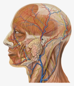 Lateral Head Anatomy Detail - Gross Anatomy Of Parotid Gland, HD Png Download, Transparent PNG