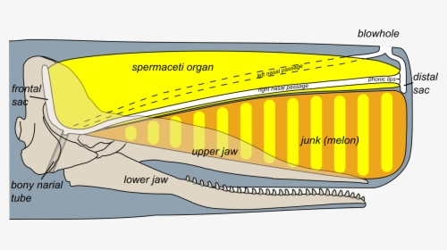 Spermaceti Organ In Whales, HD Png Download, Transparent PNG