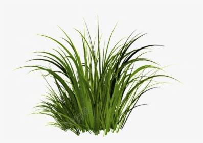 Sweet-grass - Transparent Grass Png, Png Download, Transparent PNG