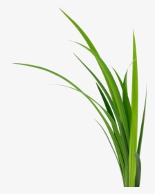 A Grouping Of Plants - Sweet Grass, HD Png Download, Transparent PNG