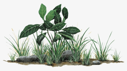 Grass And Rocks Png , Png Download - Jungle Leaves Wall Stickers, Transparent Png, Transparent PNG