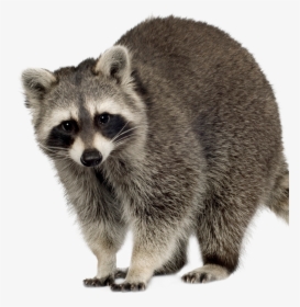 Raccoon Squirrel Feral Cat Rodent - Clipart Raccoon, HD Png Download, Transparent PNG