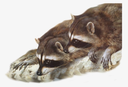 Raccoon Painting Wildlife Desktop Wallpaper Gray Wolf - Raccoons Together, HD Png Download, Transparent PNG