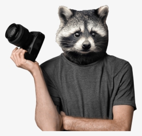 Racoon Stock - Raccoon Photographer, HD Png Download, Transparent PNG