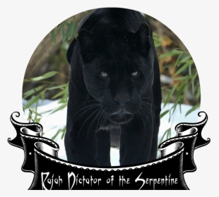 Black Panther Face Snow Walking Big Cat Winter Predator - Panther Wallpaper Hd, HD Png Download, Transparent PNG