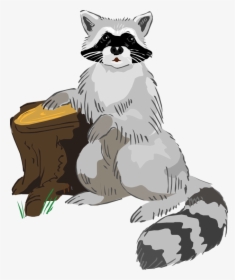 Free Raccoon Hd Image Clipart - Clip Art, HD Png Download, Transparent PNG