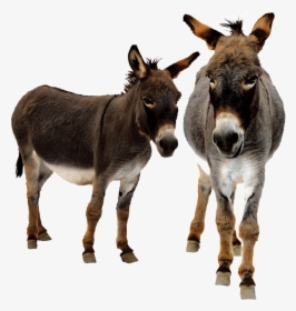 Donkey With 3 Legs, HD Png Download, Transparent PNG