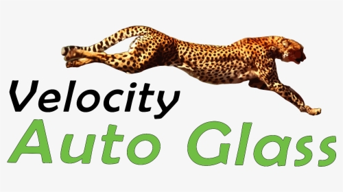 Velocity Auto Glass - Cheetah Running, HD Png Download, Transparent PNG