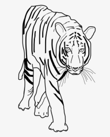 Black And White Clipart Best Beobbf Clipart Anonymous - Transparent Tiger Clipart Black And White, HD Png Download, Transparent PNG