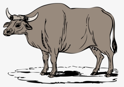 Livestock,monochrome Photography,bull - Gaur Clipart, HD Png Download, Transparent PNG