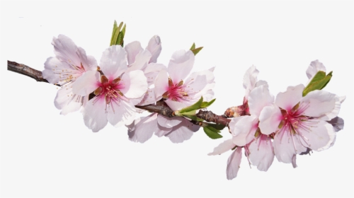Sakura Pink Flowers Png Free Pic - New Good Morning Images Hd Romantic, Transparent Png, Transparent PNG