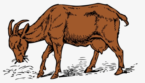 Donkey,livestock,bull - Goat Eating Grass Drawing, HD Png Download, Transparent PNG
