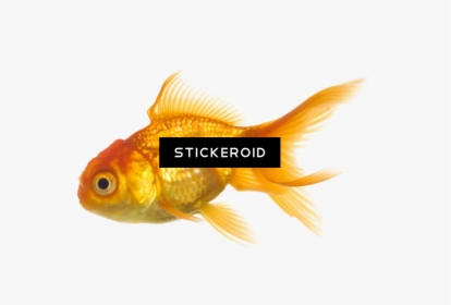 Goldfish , Png Download - Goldfish, Transparent Png, Transparent PNG