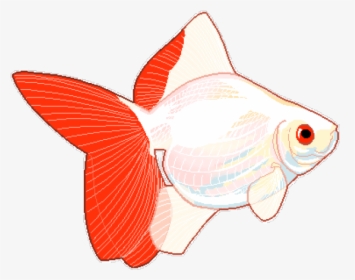 Goldfish Clipart Transparent Tumblr - Fish Png, Png Download, Transparent PNG