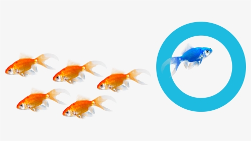 Find Out More Reasons Why Hoteliers Choose Us - Goldfish, HD Png Download, Transparent PNG