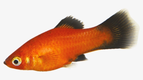 Tropical Fish - Goldfish - Goldfish, HD Png Download, Transparent PNG