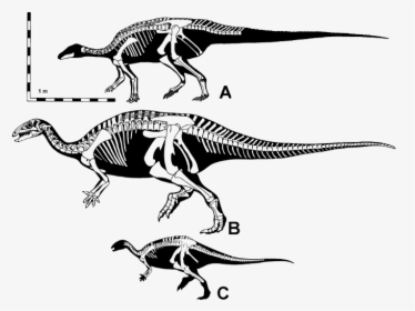 Ornithopods Of The Morrison Formation, HD Png Download, Transparent PNG