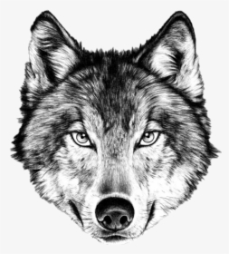 Wolves Transparent Angry - Wolf Face Drawing, HD Png Download, Transparent PNG