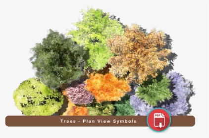 Picture - Plan Trees, HD Png Download, Transparent PNG