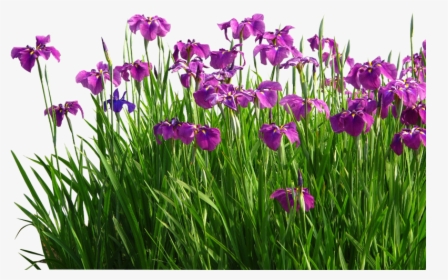 Flower Sweet Flag Garden Grasses - Garden Lawn Png, Transparent Png, Transparent PNG