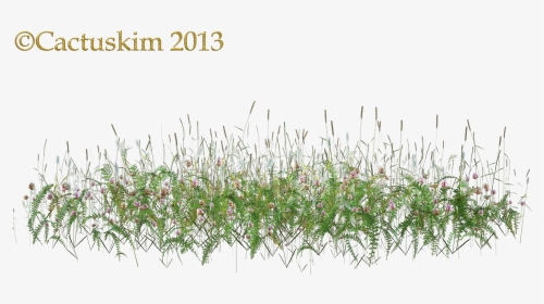 Here Is A Png Of Some Wildflowers/grass Etc On Transparent - Tall Grass Flower Png, Png Download, Transparent PNG