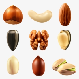 Dry Fruits Vector Png , Png Download - Nuts Png Vector, Transparent Png, Transparent PNG