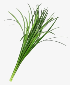 Lily Grass Flower, HD Png Download, Transparent PNG