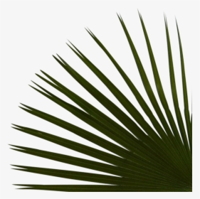 Right Palms Bottom Reduex - Saw Palmetto, HD Png Download, Transparent PNG