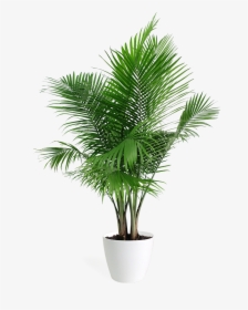 Areca Palm Plant Png, Transparent Png, Transparent PNG