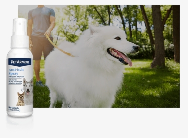 Skin & Coat Care Image - American Eskimo Dog, HD Png Download, Transparent PNG