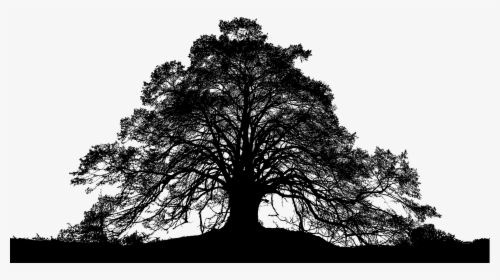 Forest, Trees, Silhouette, Tree, Landscape, Nature - Silhouette Forest Png Vector, Transparent Png, Transparent PNG