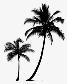 Arecaceae Tree Silhouette Clip Art - Coconut Tree Silhouette Png, Transparent Png, Transparent PNG
