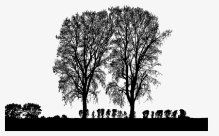 Forest, Trees, Silhouette, Tree, Branches, Landscape - Silhouette, HD Png Download, Transparent PNG