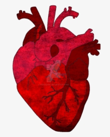 Heart Transparent Human, Picture - Human Heart Png Transparent, Png Download, Transparent PNG