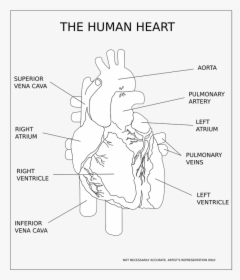 Heart, Ventricle, Organ, Human, Anatomy, Medical - Human Heart Black And White, HD Png Download, Transparent PNG
