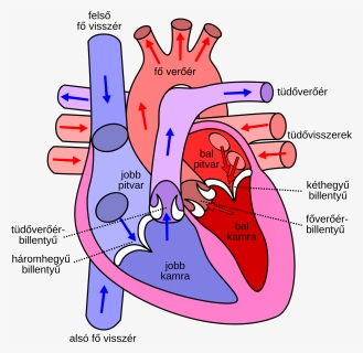 Diagram Of The Human Heart Hu - Side Of The Heart Pumps Blood, HD Png Download, Transparent PNG