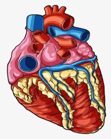 Transparent Human Body Png - Transparent Heart Human Body Parts, Png Download, Transparent PNG