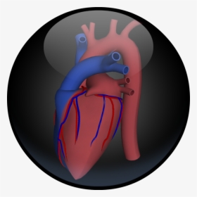 Transparent Human Heart Png - Illustration, Png Download, Transparent PNG