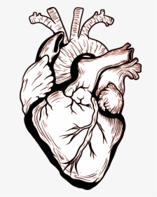 Heart Human Body Drawing - Heart Organ Vector Png, Transparent Png, Transparent PNG