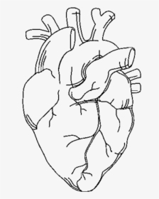 Outline Of A Human Heart , Png Download - Human Heart Outline Transparent, Png Download, Transparent PNG