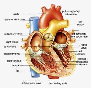 Transparent Circulatory System Png - Anatomy Of The Human Heart Diagram, Png Download, Transparent PNG