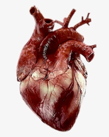 Transparent Real Heart Png - Real Human Heart Png, Png Download, Transparent PNG