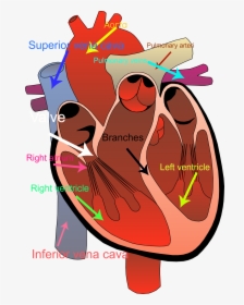 Circulatory System Clipart - Transparent Background Human Heart Clipart, HD Png Download, Transparent PNG