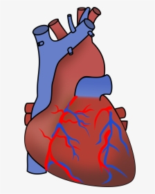 Human Heart Clip Arts - Human Heart Clipart, HD Png Download, Transparent PNG