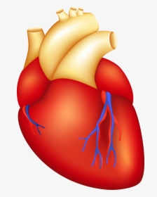 Transparent Human Heart Clipart - Heart Part Of Body, HD Png Download, Transparent PNG