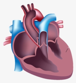 During Intense Physical Exercise The Hypertrophic Heart - Blood Flow Through The Heart, HD Png Download, Transparent PNG