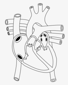 Shoe,line Art,angle - Diagram Of Heart In Human Body, HD Png Download, Transparent PNG
