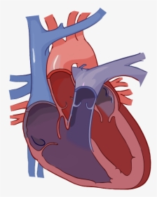 Diagram Of The Heart No Labels, HD Png Download, Transparent PNG